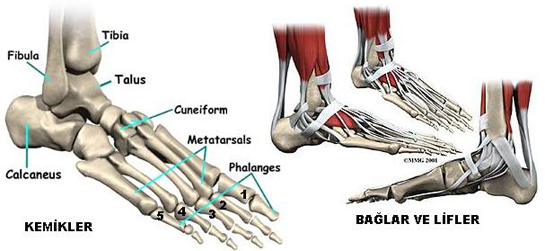 Ayak Kemikleri