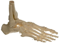 Ayak Kemiği Özellikleri ve Faydaları Nelerdir?