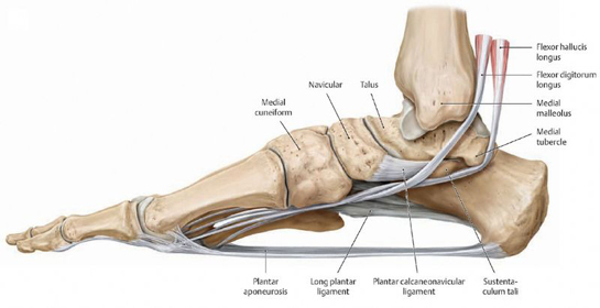 Ayak Anatomisi